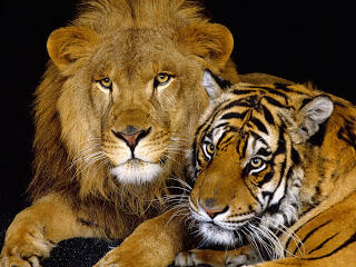 ANAK dari macan vs singa=
