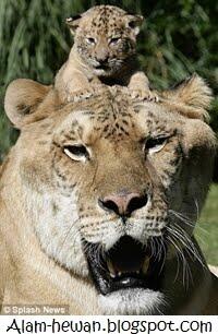 ANAK dari macan vs singa=