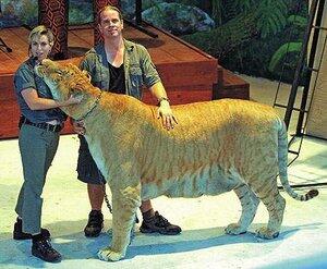 ANAK dari macan vs singa=
