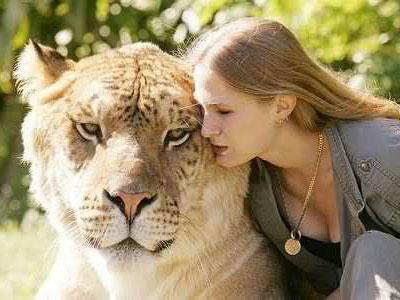 ANAK dari macan vs singa=