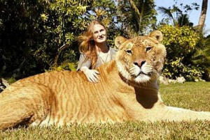 ANAK dari macan vs singa=