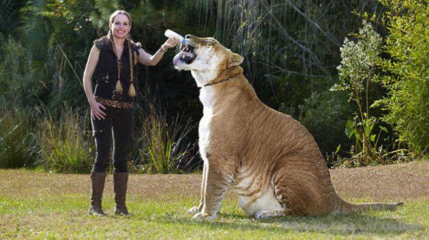 ANAK dari macan vs singa=