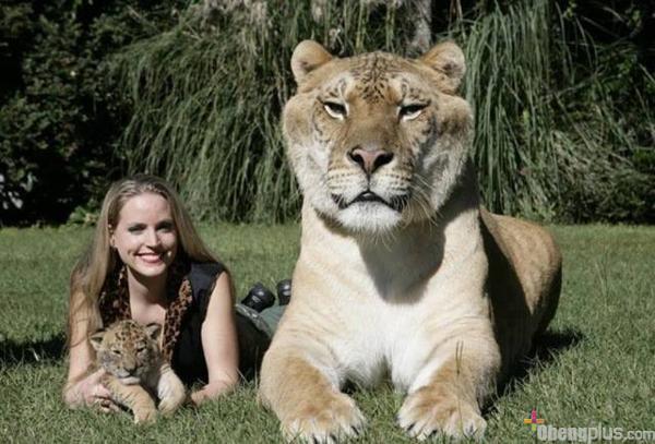 ANAK dari macan vs singa=
