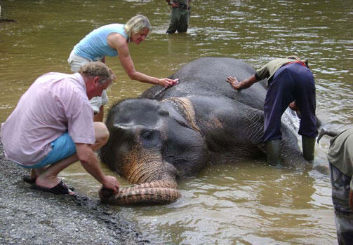 &#91;Unik&#93; Mahout alias Pawang Gajah