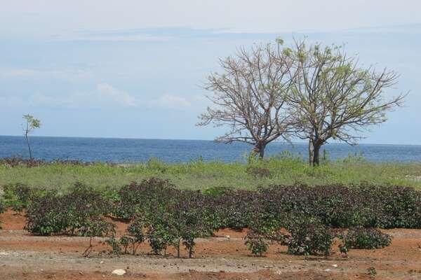 Inilah Rupa Perbatasan RI-Timor Leste