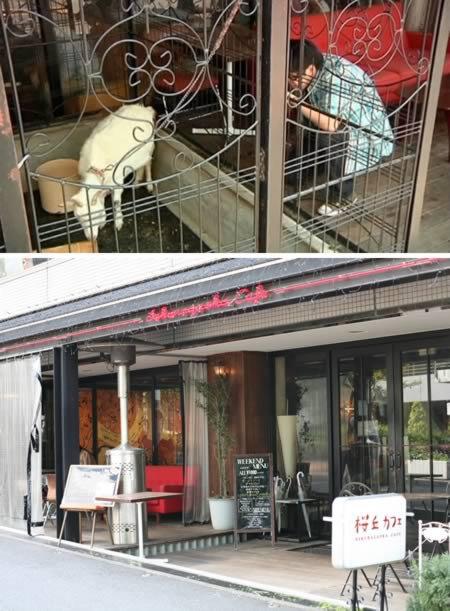 5 Kedai Kopi Terunik di Dunia