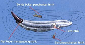Ini Dia Gan !! Cara Belut Listrik Menghasilkan Aliran Listrik !! INFO