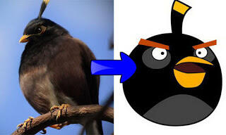 6 jenis burung angry bird yang asli keberadaannya