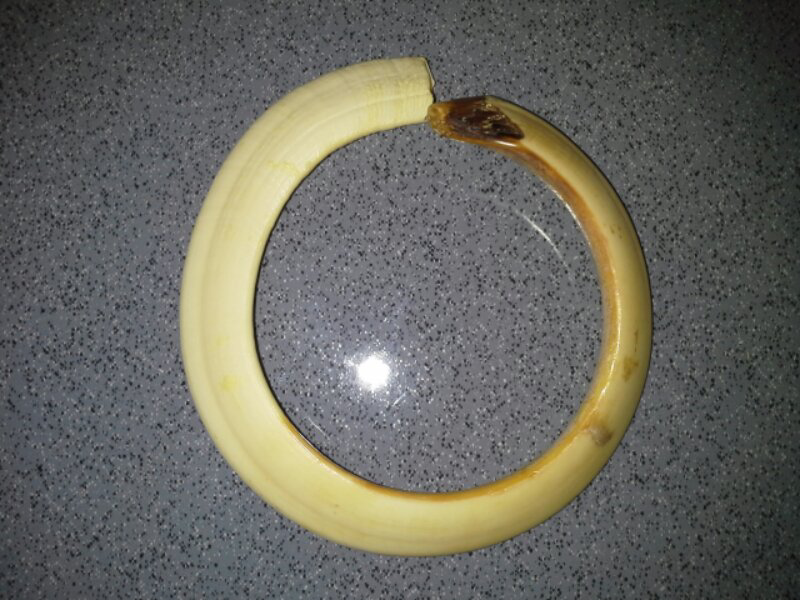 Taring Babi dari Kalimantan