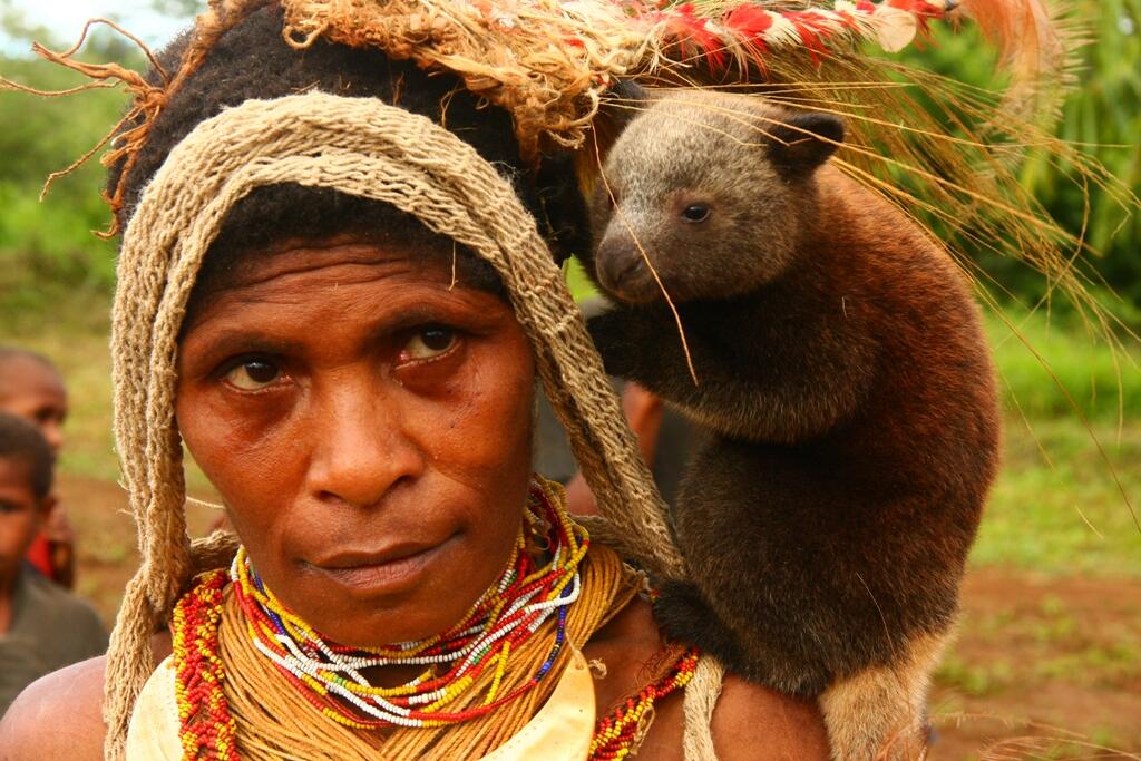 Ada yang tau kanguru pohon? Ya itu ada!! di INDONESIA. yaitu, di PAPUA