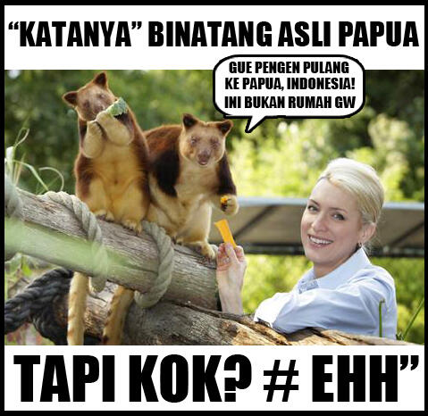 Ada yang tau kanguru pohon? Ya itu ada!! di INDONESIA. yaitu, di PAPUA