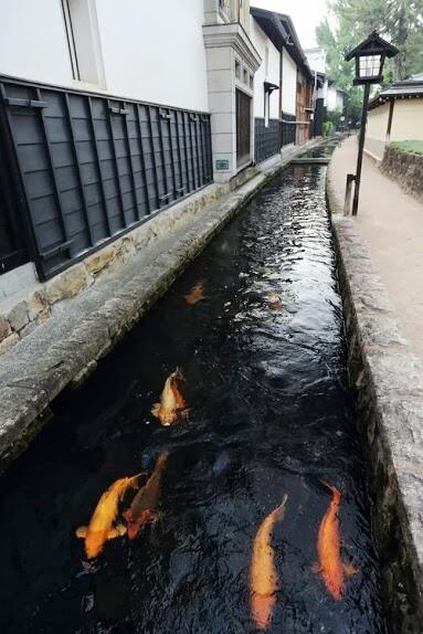 Wow! Di Jepang, Ikan Koi Biasa Hidup Bebas di Got 