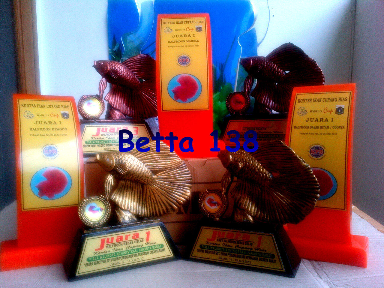 Cupang Hias Plakat Murah & Mempesona | Betta 138 !