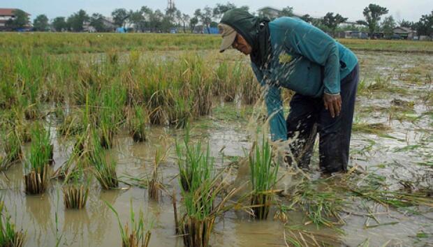 &#91;JUARA DUNIA&#93; Siswi SMA Pati Bikin Limbah Kapuk Ganti Pestisida