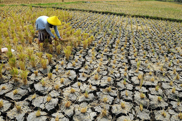 INDONESIA YANG SERBA LANGKA