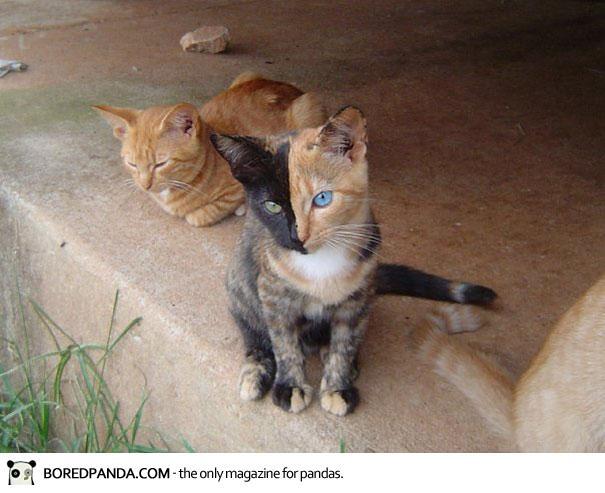 foto2 kucing dengan corak bulu yang unik