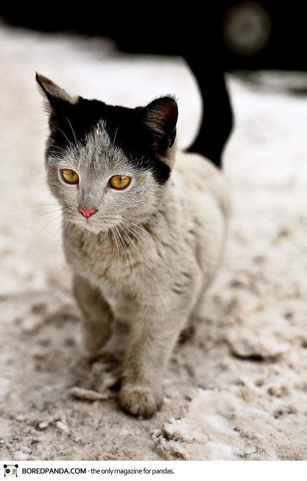 foto2 kucing dengan corak bulu yang unik