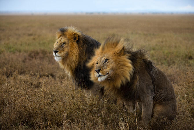 Hidup Itu Keras, Begitu Pula di Serengeti...Neraka Para Singa (With Pic++)