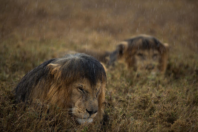 Hidup Itu Keras, Begitu Pula di Serengeti...Neraka Para Singa (With Pic++)