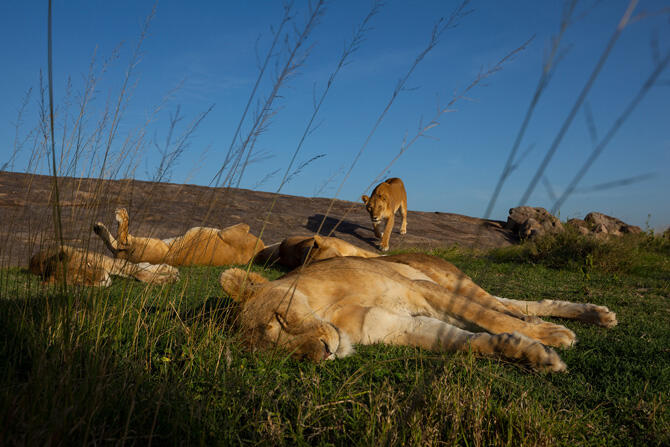 Hidup Itu Keras, Begitu Pula di Serengeti...Neraka Para Singa (With Pic++)