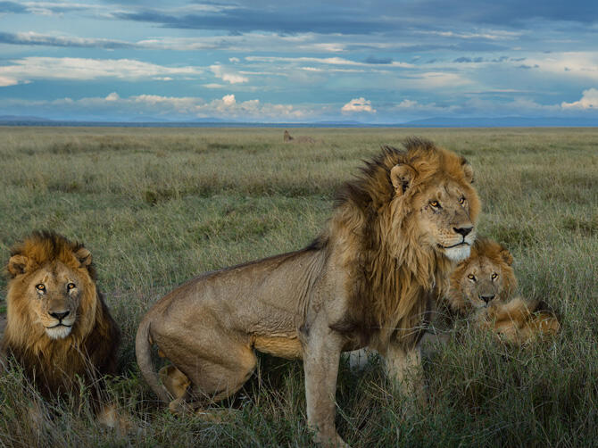 Hidup Itu Keras, Begitu Pula di Serengeti...Neraka Para Singa (With Pic++)