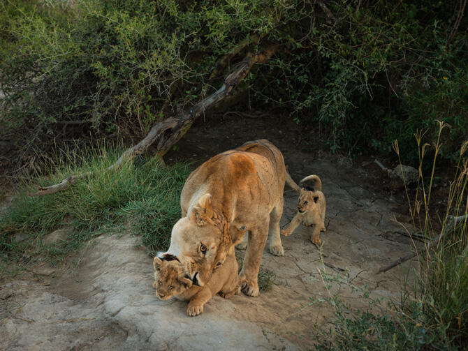 Hidup Itu Keras, Begitu Pula di Serengeti...Neraka Para Singa (With Pic++)