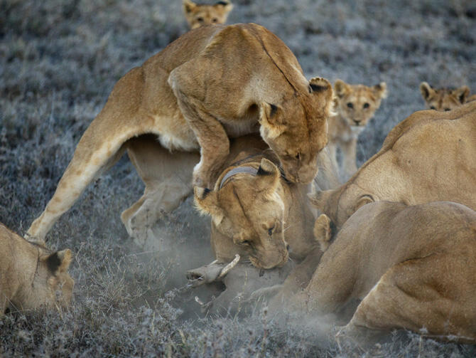 Hidup Itu Keras, Begitu Pula di Serengeti...Neraka Para Singa (With Pic++)