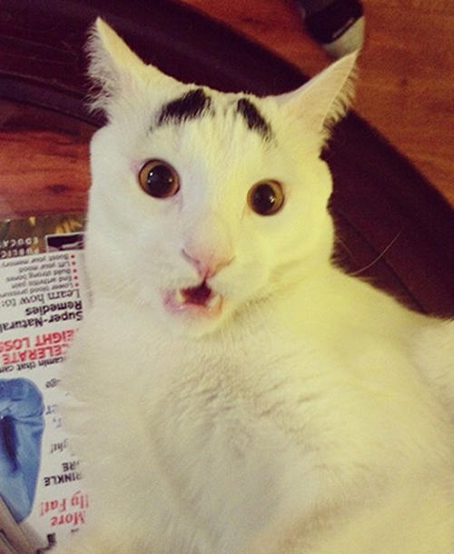 &#91;foto&#93; kucing unik ini punya alis gan