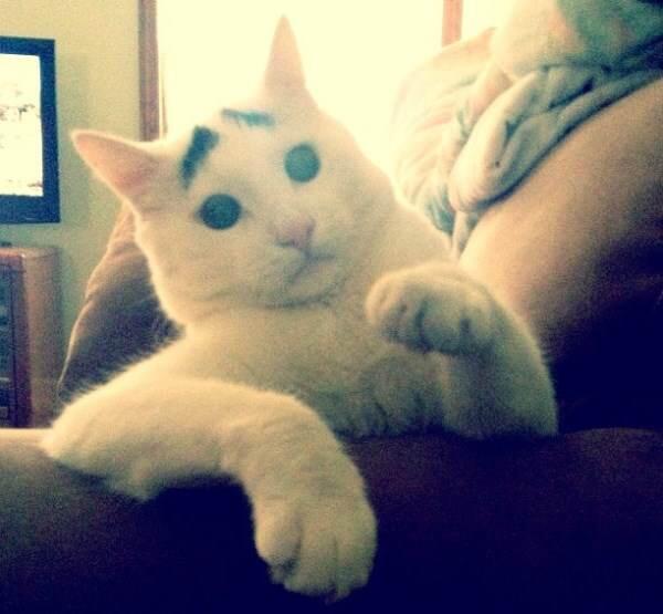&#91;foto&#93; kucing unik ini punya alis gan