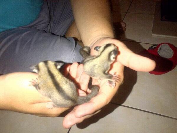 Dijual SUGAR GLIDER JOEY CB MURAH FRESH DR INDUKAN ( JAKARTA ONLY )