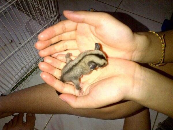 Dijual SUGAR GLIDER JOEY CB MURAH FRESH DR INDUKAN ( JAKARTA ONLY )
