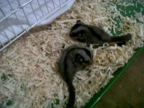 Dijual SUGAR GLIDER JOEY CB MURAH FRESH DR INDUKAN ( JAKARTA ONLY )