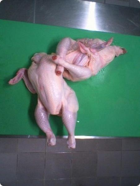 INILAH IKAN AYAM + BEBEK SEBELUM DI GORENG , ad yg narsis dan ada yg berkelahi....