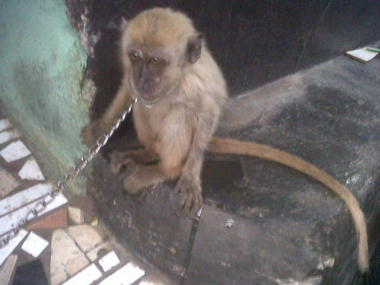Balasan Dari Monkey Lover Primata Kaskus