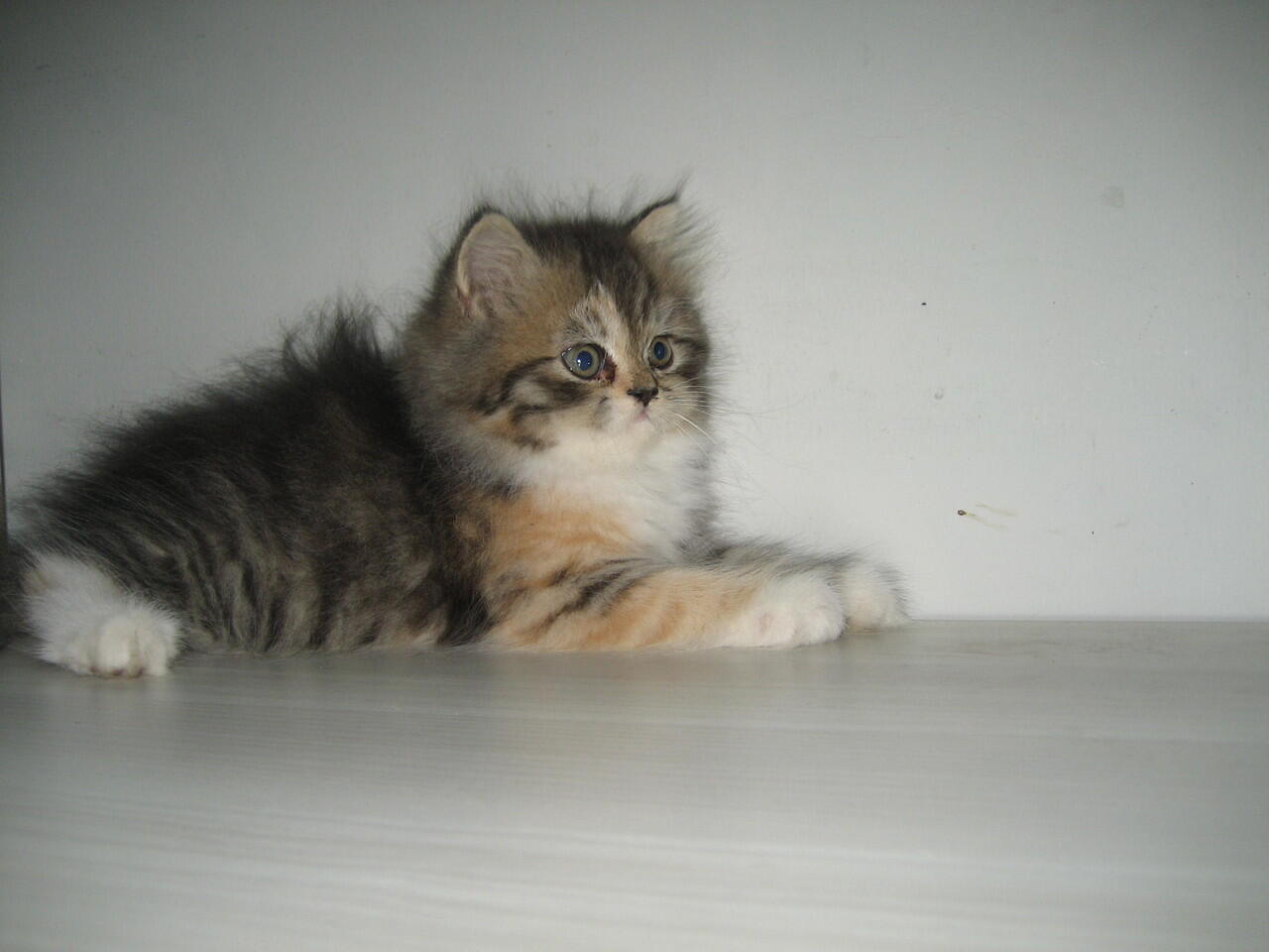 Terjual JUAL CEPAT KUCING BLASTERAN PERSIA ANGGORA LUCU 