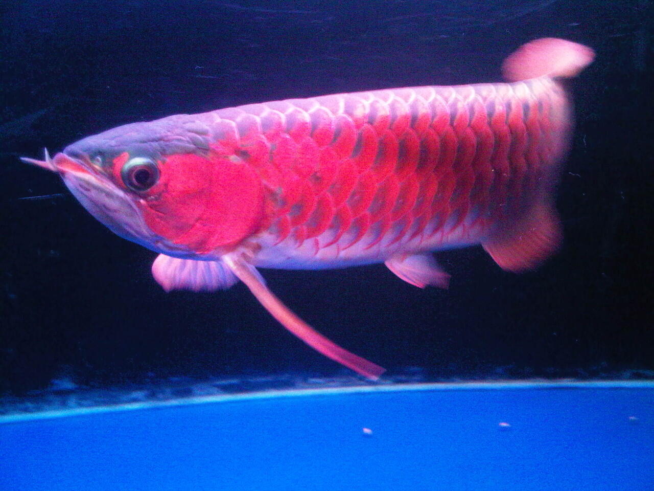AROWANA SUPER RED 30 CM ISTIMEWA ( BANDUNG)