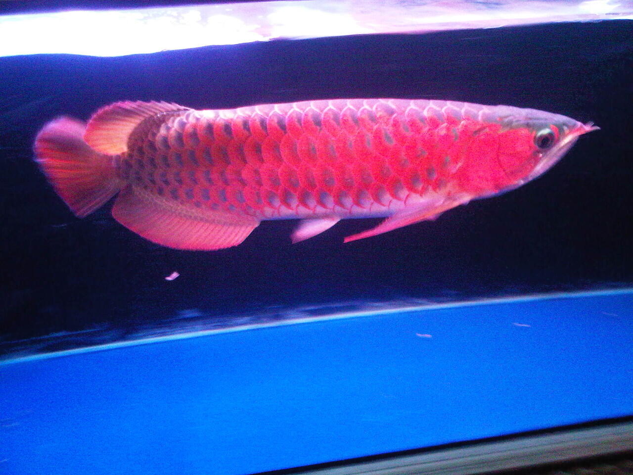 AROWANA SUPER RED 30 CM ISTIMEWA ( BANDUNG)