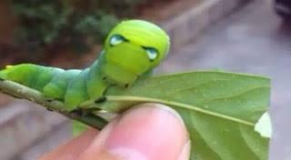 ULET IRON MAN GAN