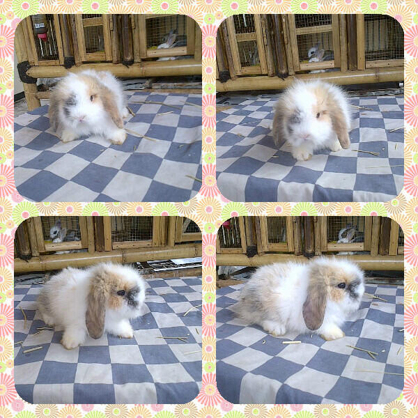 Jual kelinci hias mini, fuzzy lop, dutch berkualitas dan sehat di RAHARABBITS