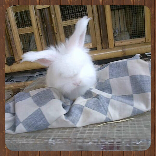 Jual kelinci hias mini, fuzzy lop, dutch berkualitas dan sehat di RAHARABBITS