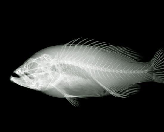 Foto-foto menakjubkan benda menggunakan Sinar X (X-Ray)