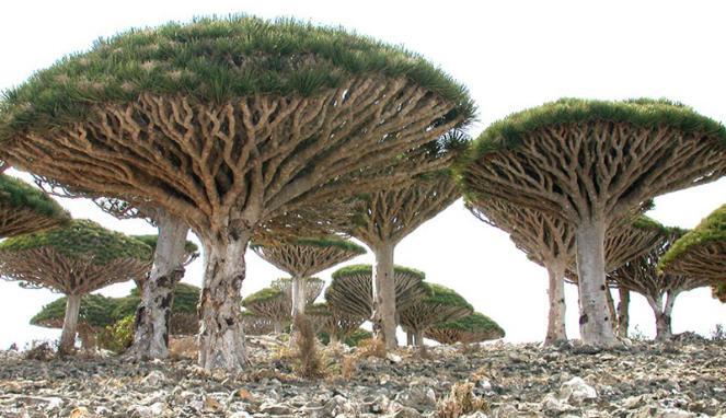 Pulau Socotra, Pulau dengan Pohon Aneh dan Langka