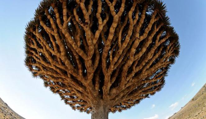 Pulau Socotra, Pulau dengan Pohon Aneh dan Langka