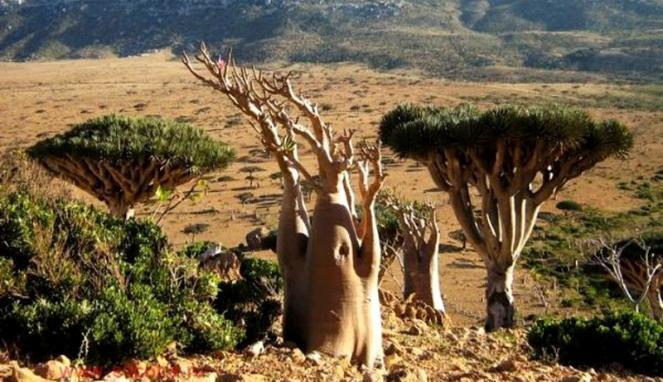 Pulau Socotra, Pulau dengan Pohon Aneh dan Langka