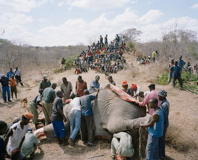 Di Zimbabwe, Bangkai Gajah Mati Diambil Dagingnya Untuk Dimakan..