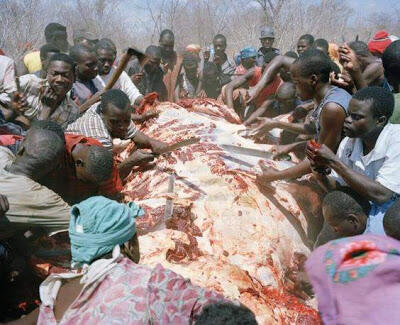 Di Zimbabwe, Bangkai Gajah Mati Diambil Dagingnya Untuk Dimakan..