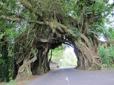 7 Pohon Yang Bentuknya Paling Aneh Di Indonesia.. &#91;Masuk Gan !!!!&#93;