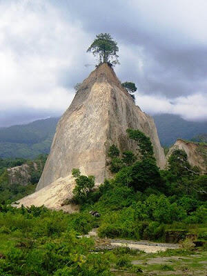 7 Pohon Yang Bentuknya Paling Aneh Di Indonesia.. &#91;Masuk Gan !!!!&#93;