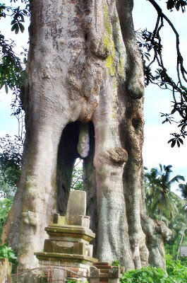 7 Pohon Yang Bentuknya Paling Aneh Di Indonesia.. &#91;Masuk Gan !!!!&#93;