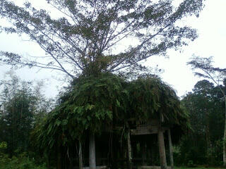 7 Pohon Yang Bentuknya Paling Aneh Di Indonesia.. &#91;Masuk Gan !!!!&#93;